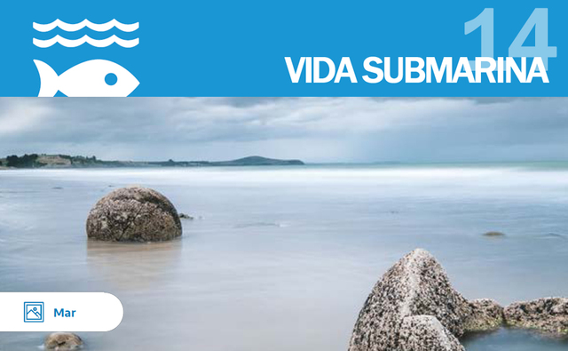 ODS 14 - VIDA SUBMARINA